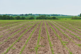 jeunes plants de maïs dans un champ