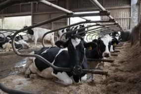 Vaches dans des logettes