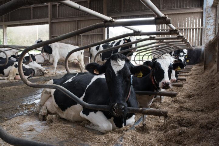 Vaches dans des logettes