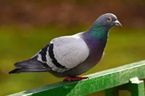 pigeon