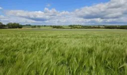 Parcelle d'orge hybride