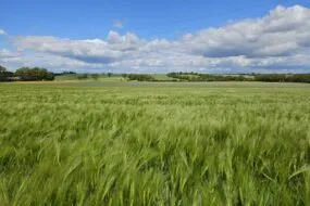Parcelle d'orge hybride