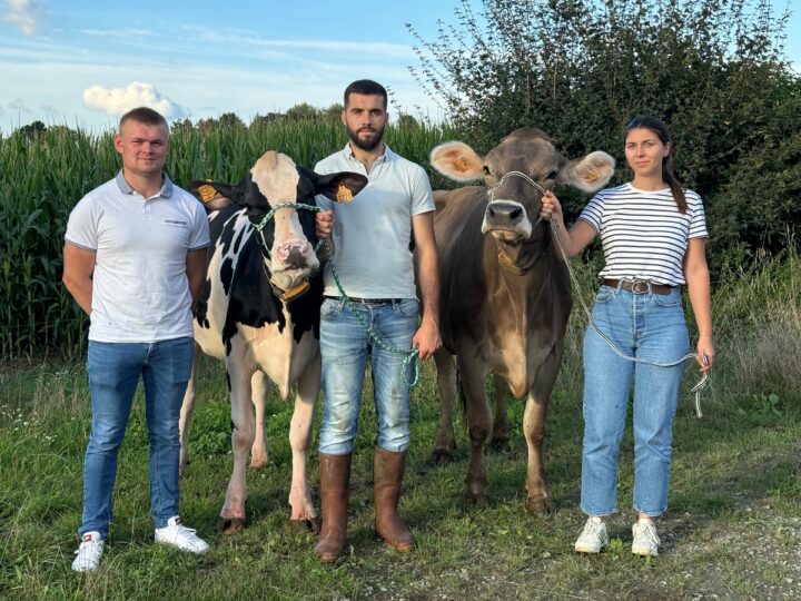 Trois jeunes passionés de belle vache, deux homme et une femme, accompagnant une vache Holstein et une vache Brune