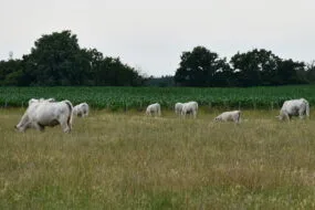 Des Charolaises dans un pâture avec du maïs en fond