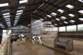 Bâtiment bovins lait
