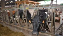 Une vache au cornadis dans une stabulation