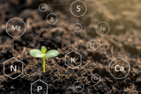 Sols-et-elements-nutritifs