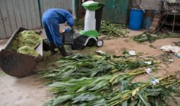 Une personne en train de réaliser des analyses de taux de matière sèche de plants de maïs dans un hangar