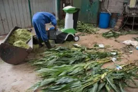 Une personne en train de réaliser des analyses de taux de matière sèche de plants de maïs dans un hangar