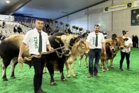 Eleveurs et vaches parthenaises sur le ring du Space