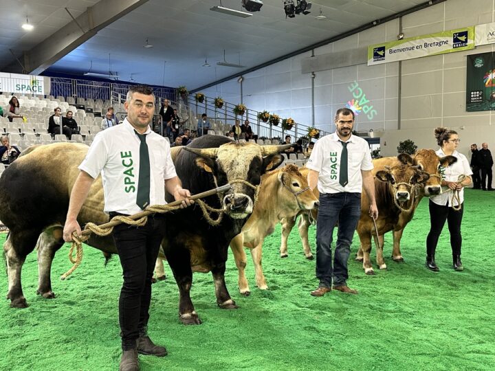 Eleveurs et vaches parthenaises sur le ring du Space