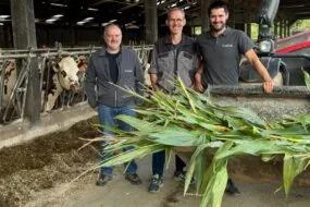 Derrière un godet contenant des plants de maïs, trois hommes devant une table d'alimentation avec une vache Normande