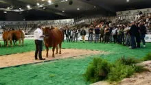Une Limousine sur le ring lors de la vente aux enchères bouchère.