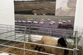 Brebis de race suffolk au Space