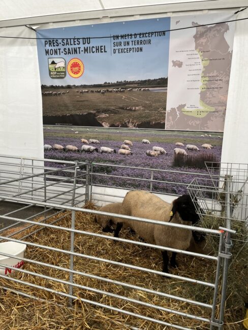 Brebis de race suffolk au Space