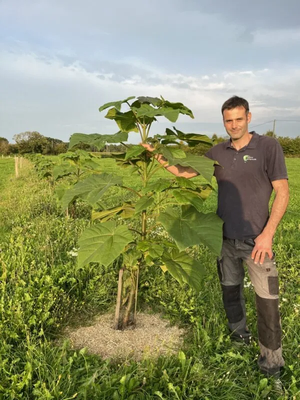 Un homme à côté d’un plant de paulownia