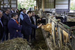 Loïg Chesnais-Girard, président de Région Bretagne, dans un élevage de bovins