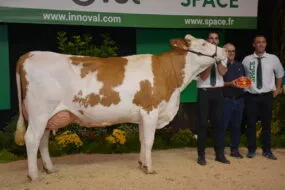 Vache montbéliarde
