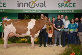 Vache pie rouge