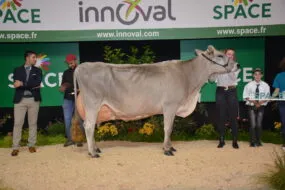 Vache brune en concours