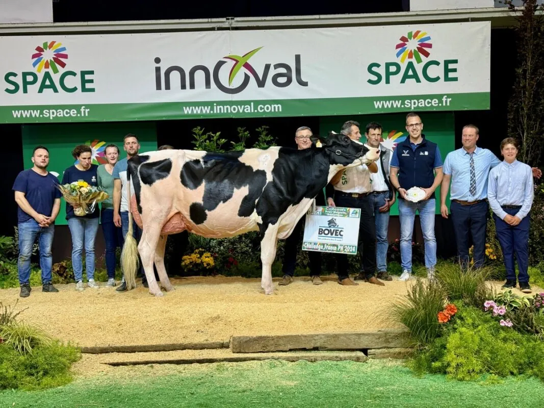 Entourée d'éleveurs, une vache Holstein sur le podium du concours du Space 2024