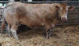 Génisse blonde d'Aquitaine gagnante du concours de l'Estival de la viande