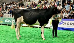 Une jeune vache sur le ring du salon Space à Rennes