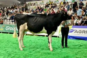 Une jeune vache sur le ring du salon Space à Rennes