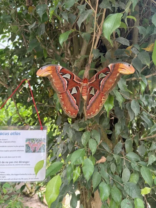 Un Attacus Atlas, papillon tropical, l'espèce de papillon la plus grande du monde, il peut atteindre 30 cm d’envergure.