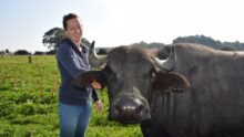 Suzanna Lemoine, agricultrice et productrice de mozzarella, aux côtés de l'une de ses bufflonnes dans un champ