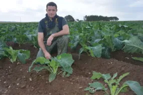 Nicolas Jourdren dans une parcelle de choux