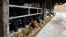 Les bovins s'alimentent sous la barre au garrot