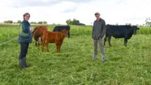 Les éleveurs et les bovins sur une parcelle de sorgho pâturé