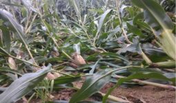 Maïs versé dans une parcelle, épis au sol.