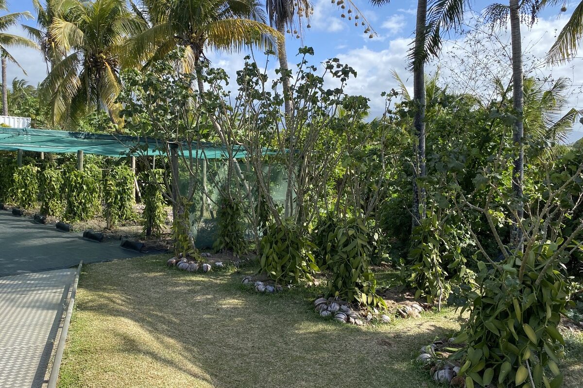 Vue générale sur la plantation et les arbres - Illustration La vanille, trésor de l’île de la Réunion