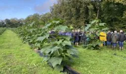 Les participants entre les rangs de paulownia