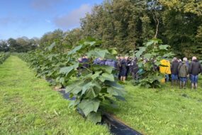 Les participants entre les rangs de paulownia