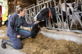 Une jeune femme dans une stabulation caresse une vache