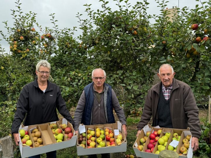 Une femme et deux hommes présentent des cartons remplis de pommes dans un verger.
