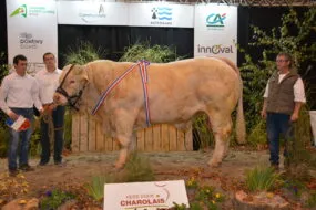 Taureau charolais en concours