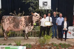 Vache normande en concours