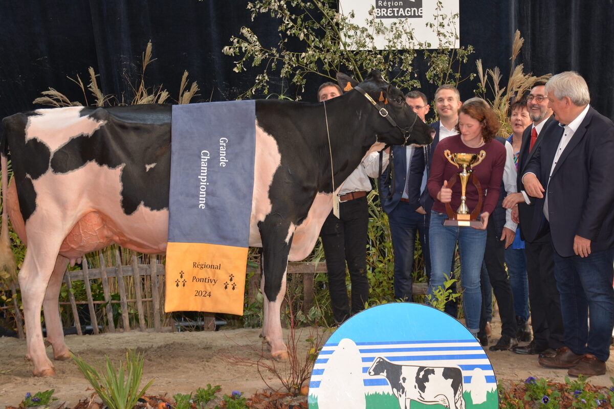 Vache en concours - Illustration Noe Pensylvani gagnante à Ohhh la vache