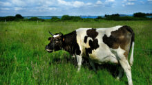 Une vache pie noir dans une prairie