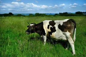 Une vache pie noir dans une prairie
