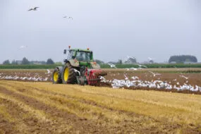 Un tracteur en train de labourer un champ entouré de goélands