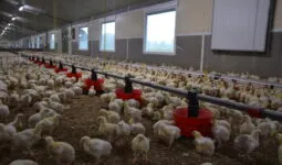 Un poulailler avec des fenêtres