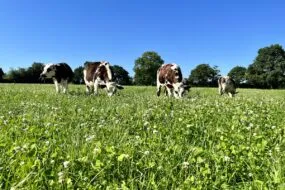 Les bovins pâturent la prairie riche en légumineuses