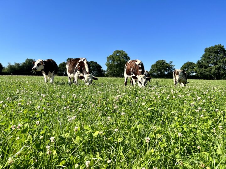 Les bovins pâturent la prairie riche en légumineuses