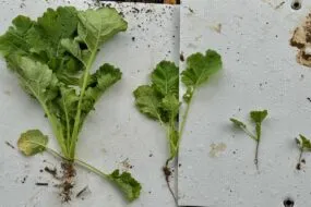 Développement de quatre plants de colza semés en décalé.