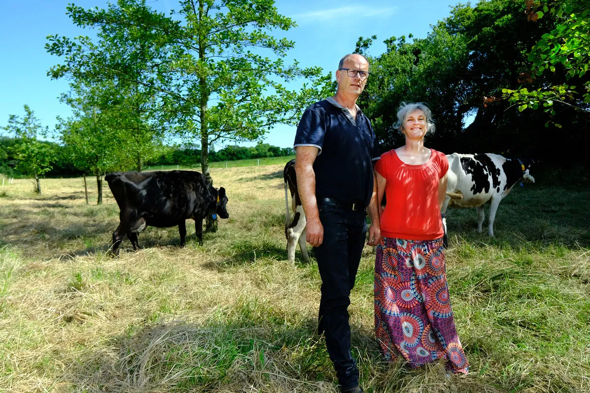 Un couple avec des vaches dans une prairie plantée d’aulnes glutineux - Illustration Il s&rsquo;adapte au changement climatique en plantant des arbres dans ses champs